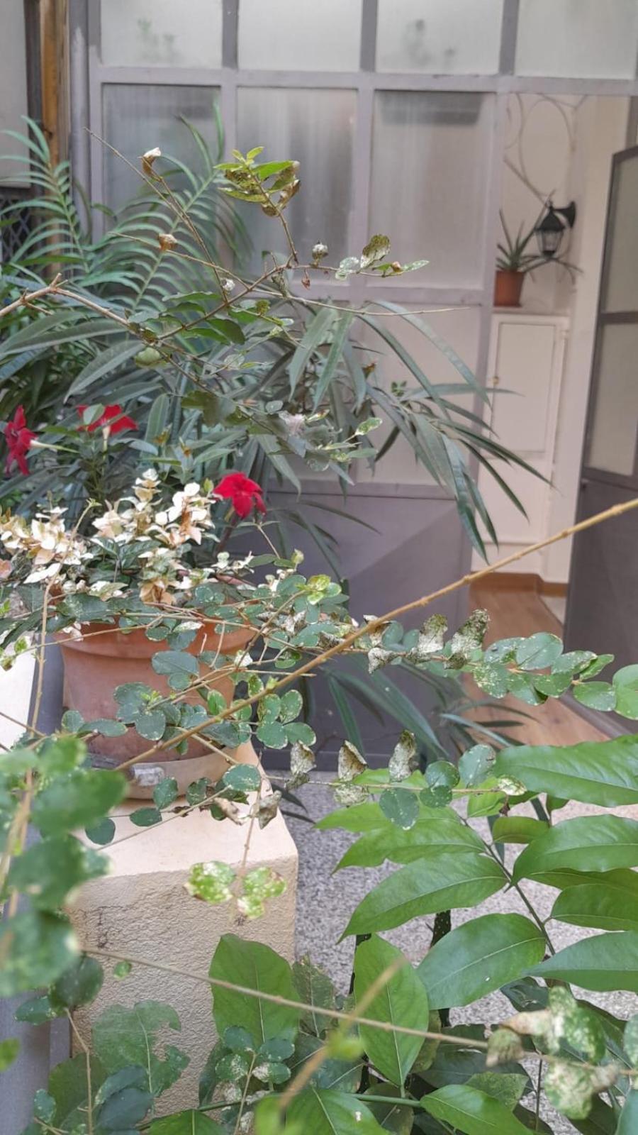 L'Angolo Verde In San Luca Genova Eksteriør billede